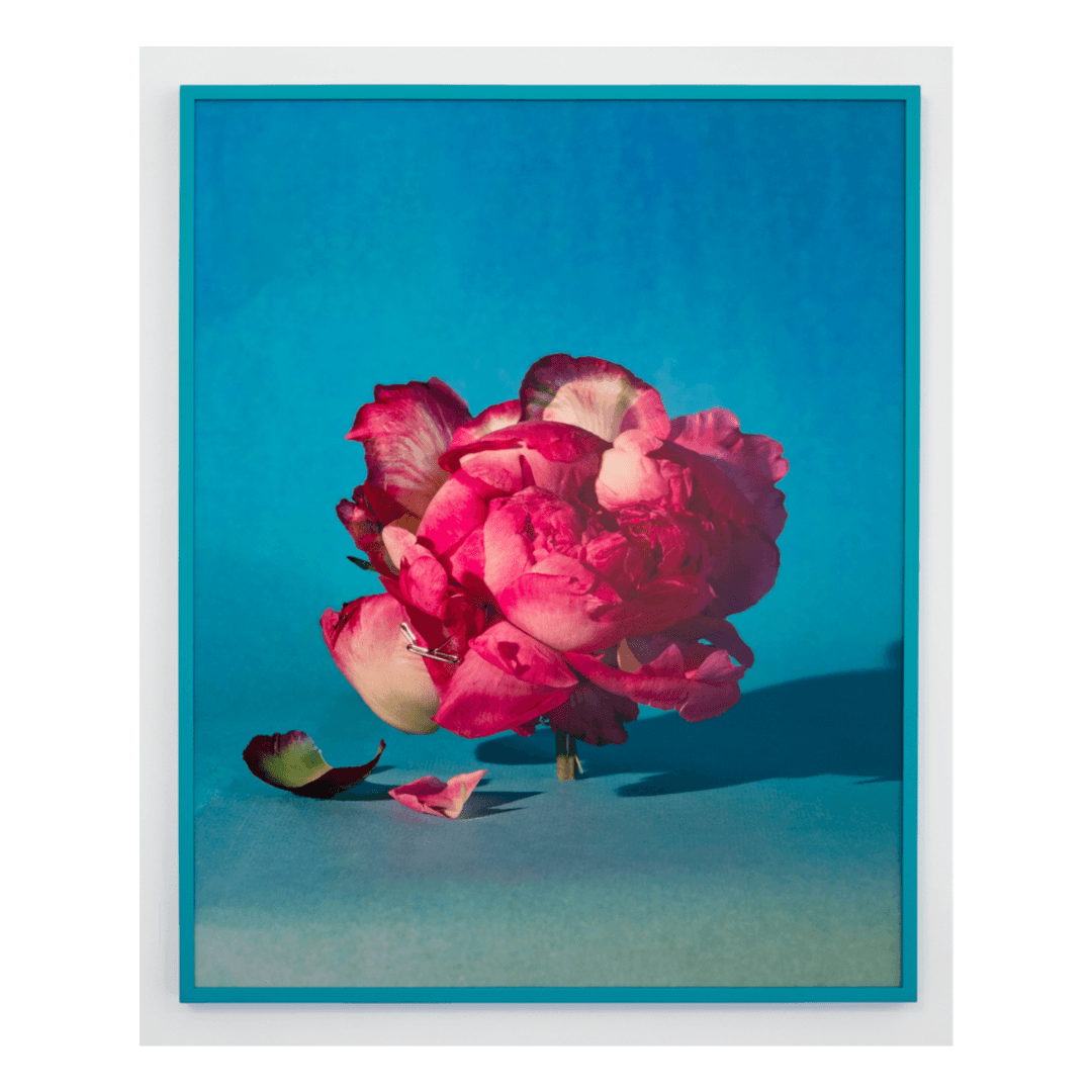 Sara Cwynar, Peony II Archival Pigment Print